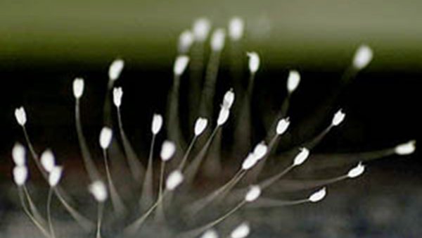 中国 传统 文化 历史/传统文化有哪些/神传文化 故事