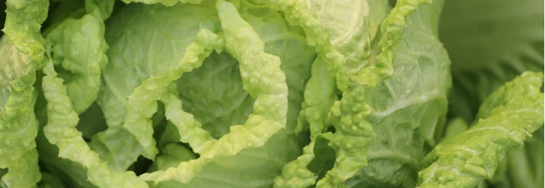 切记 白菜最好吃的地方 最毒 你还在傻傻吃吗 金牌资讯网