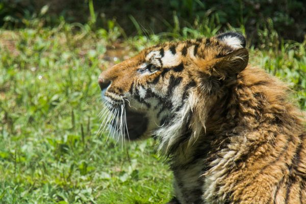 孙思邈给老虎治病