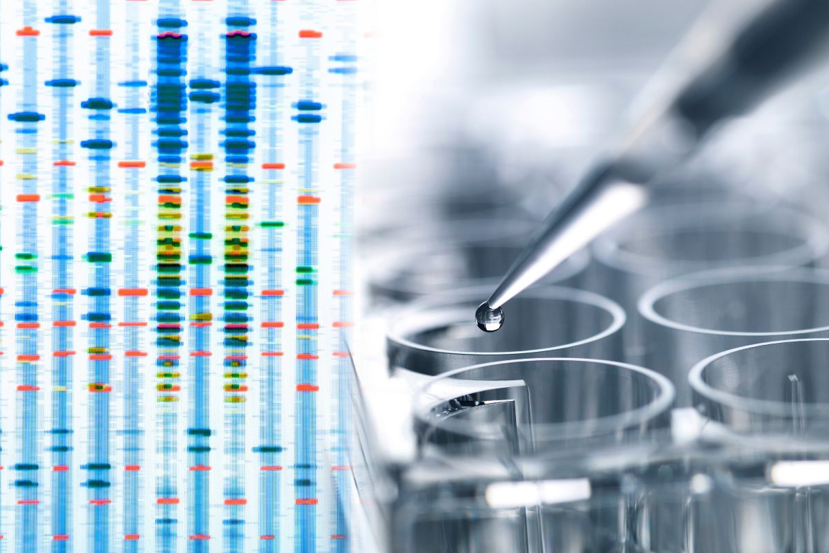 南非醉茄 抗炎 抗压