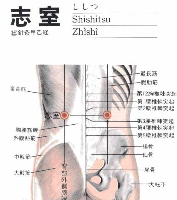 志室穴：活络筋骨，疏通气血